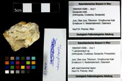 Foto (Objekt + Etiketten) von ? Laeviprosopon sp. 